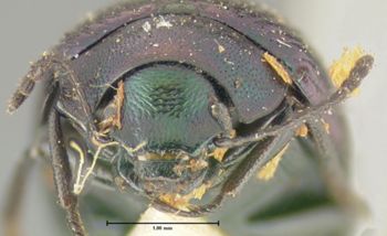 Media type: image;   Entomology 7111 Aspect: head frontal view